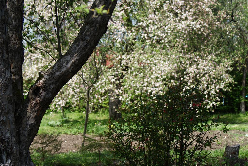 Casa Porumbacu 295 Ξενοδοχείο Porumbacu de Sus Εξωτερικό φωτογραφία